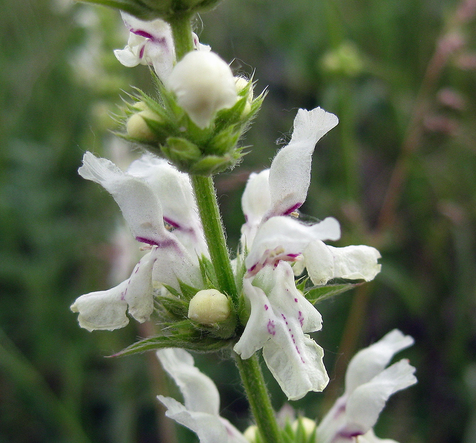 Изображение особи Stachys krynkensis.