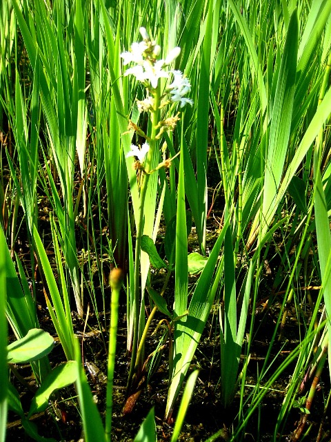 Image of Menyanthes trifoliata specimen.