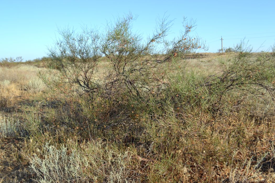 Image of Calligonum aphyllum specimen.