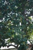Paulownia tomentosa. Ветви с плодами. Крым, Никитский ботанический сад, в культуре. 13.08.2007.