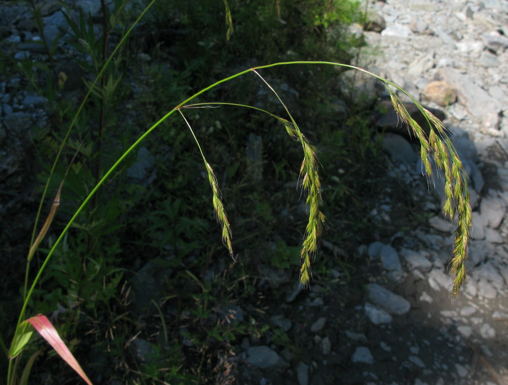 Изображение особи Festuca extremiorientalis.