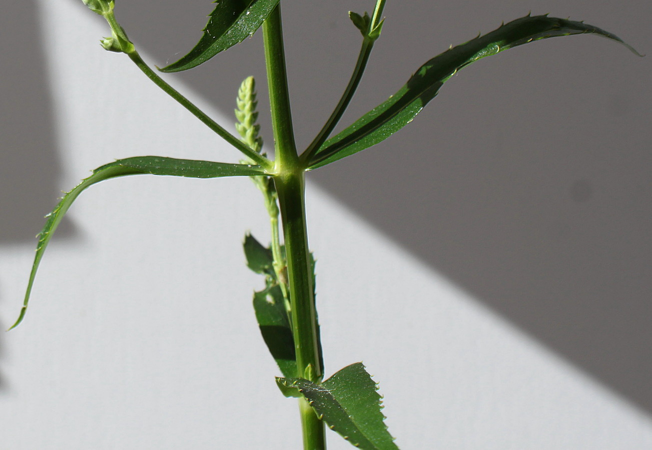 Image of Physostegia virginiana specimen.