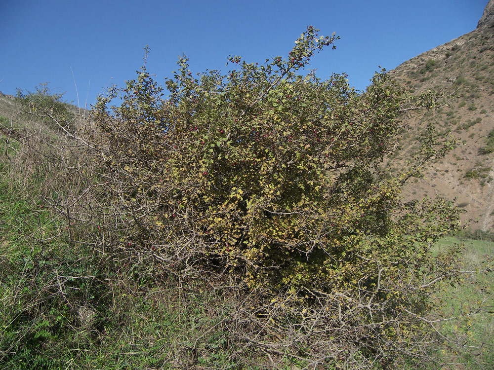 Изображение особи Crataegus caucasica.