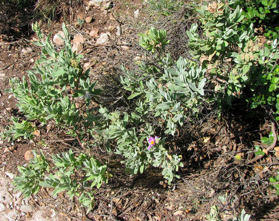 Изображение особи Cistus albidus.