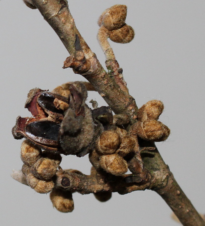 Image of Hamamelis &times; intermedia specimen.