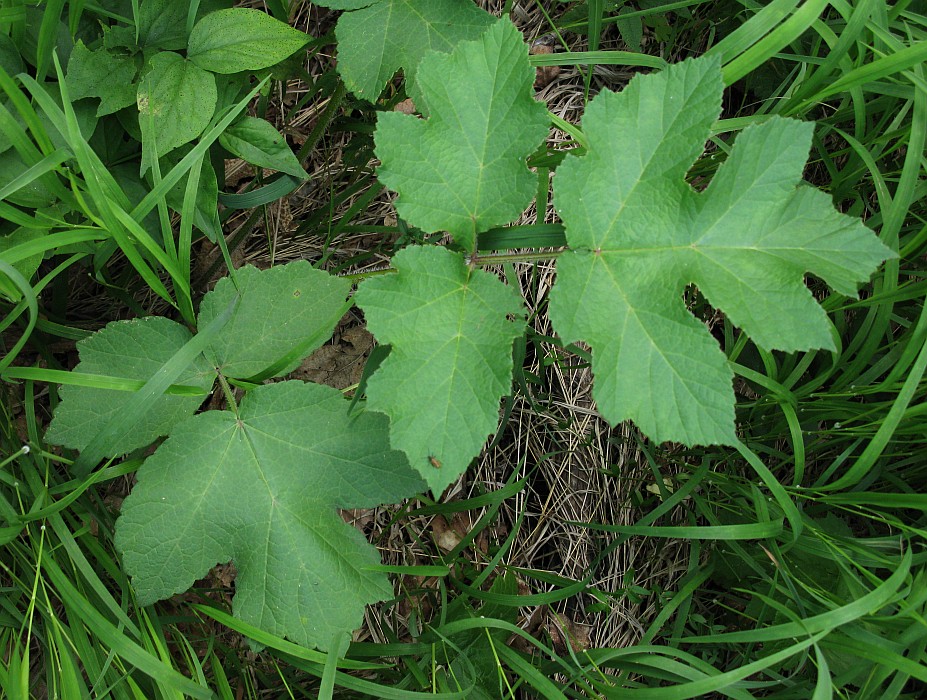 Изображение особи Heracleum sibiricum.