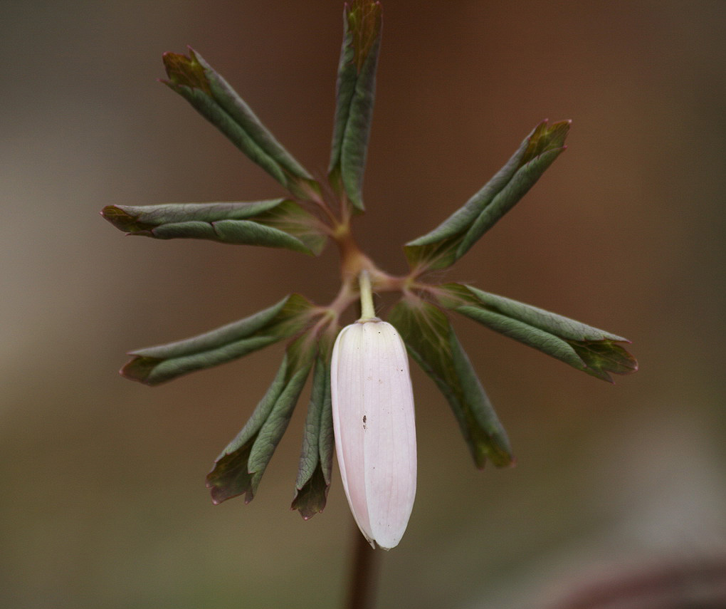 Image of genus Anemone specimen.