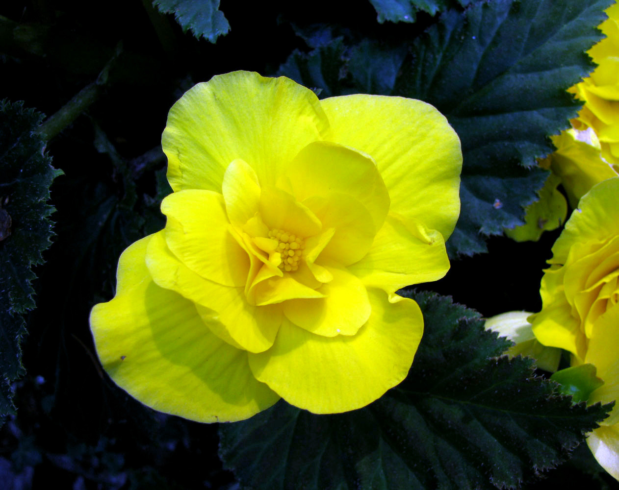 Image of Begonia &times; tuberhybrida specimen.