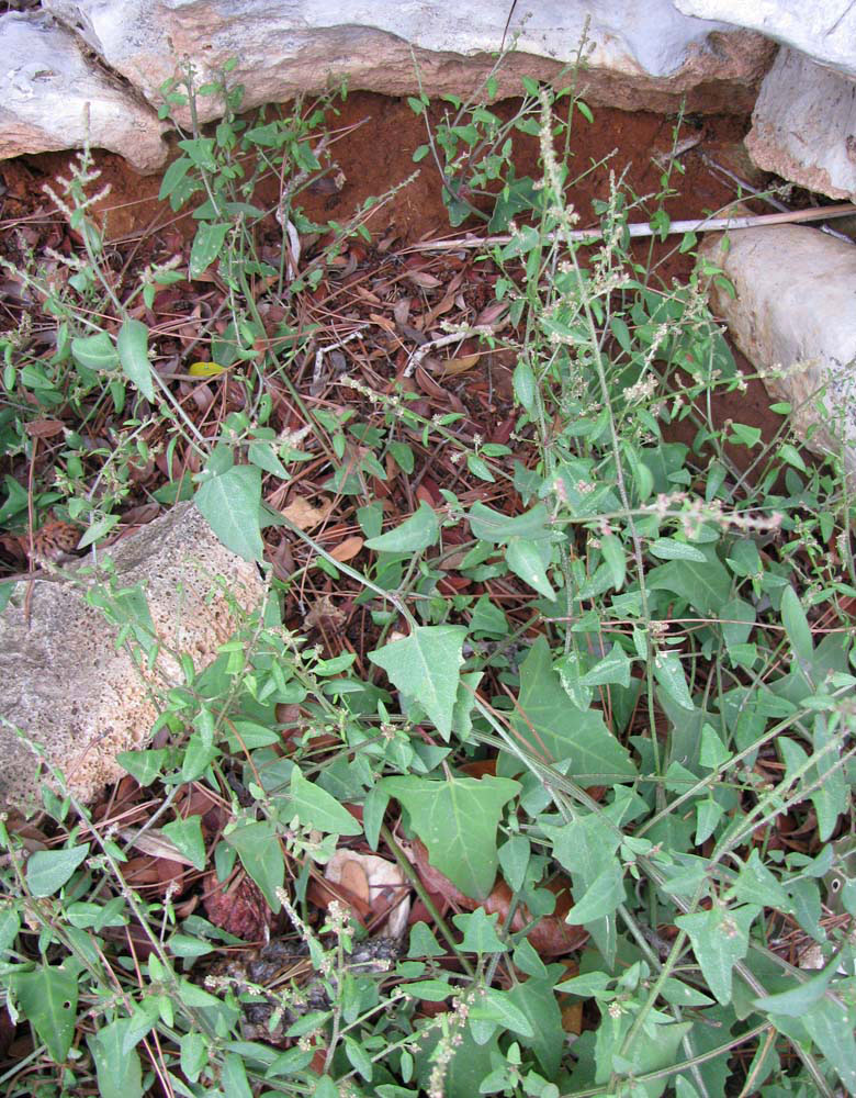 Image of Atriplex prostrata specimen.