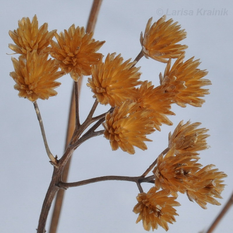 Изображение особи род Achillea.