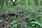 Lamium maculatum. Цветущие растения в дубраве. Белгородская обл., \"Лес на Ворскле\". 06.05.2009.