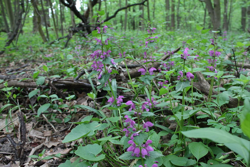 Изображение особи Lamium maculatum.