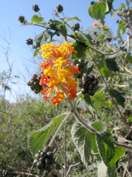 Изображение особи Lantana camara.