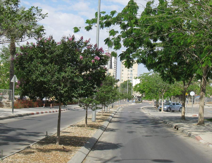 Image of Lagerstroemia indica specimen.