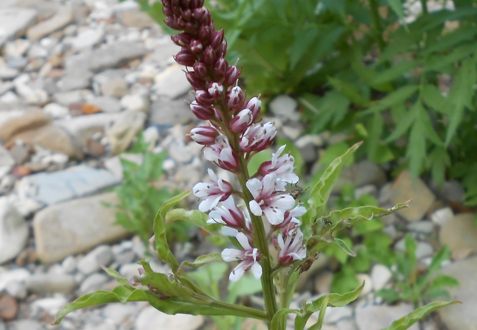 Image of Lysimachia dubia specimen.