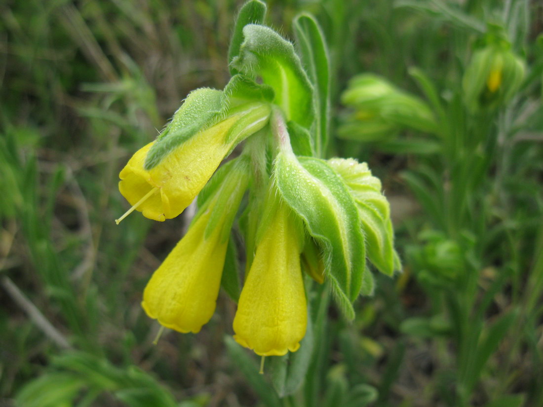 Image of Onosma taurica specimen.