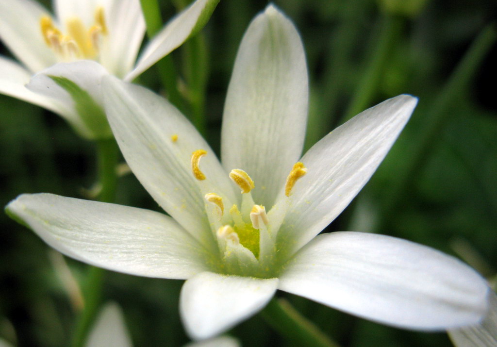 Image of Ornithogalum umbellatum specimen.