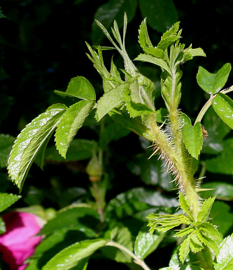 Image of Rosa rugosa specimen.