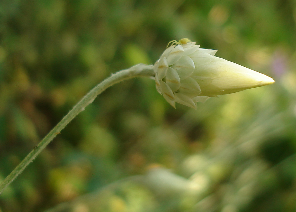 Изображение особи Xeranthemum annuum.