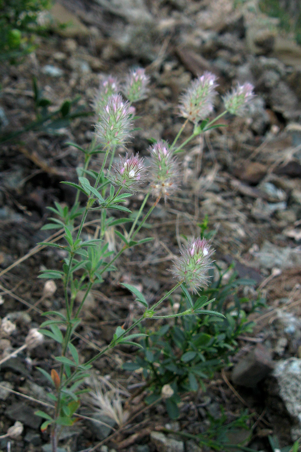 Image of Trifolium arvense specimen.