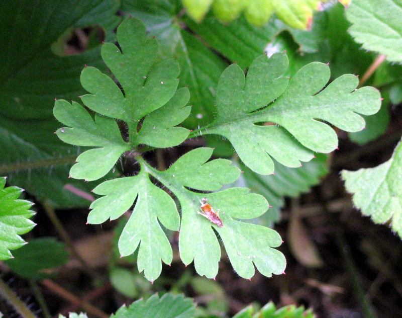 Изображение особи Geranium robertianum.