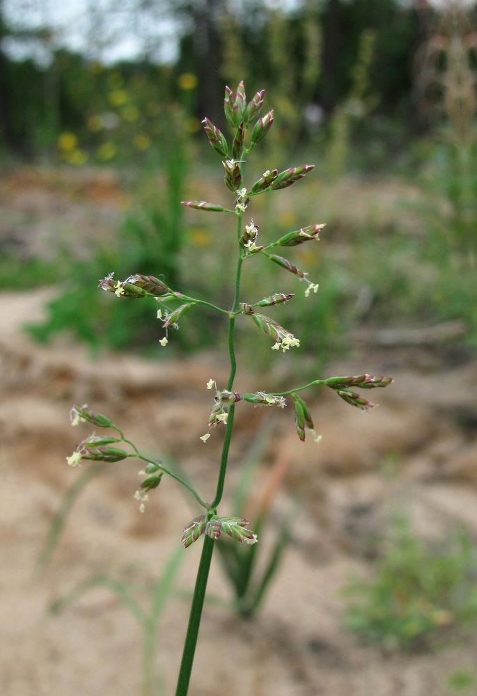 Image of Poa compressa specimen.