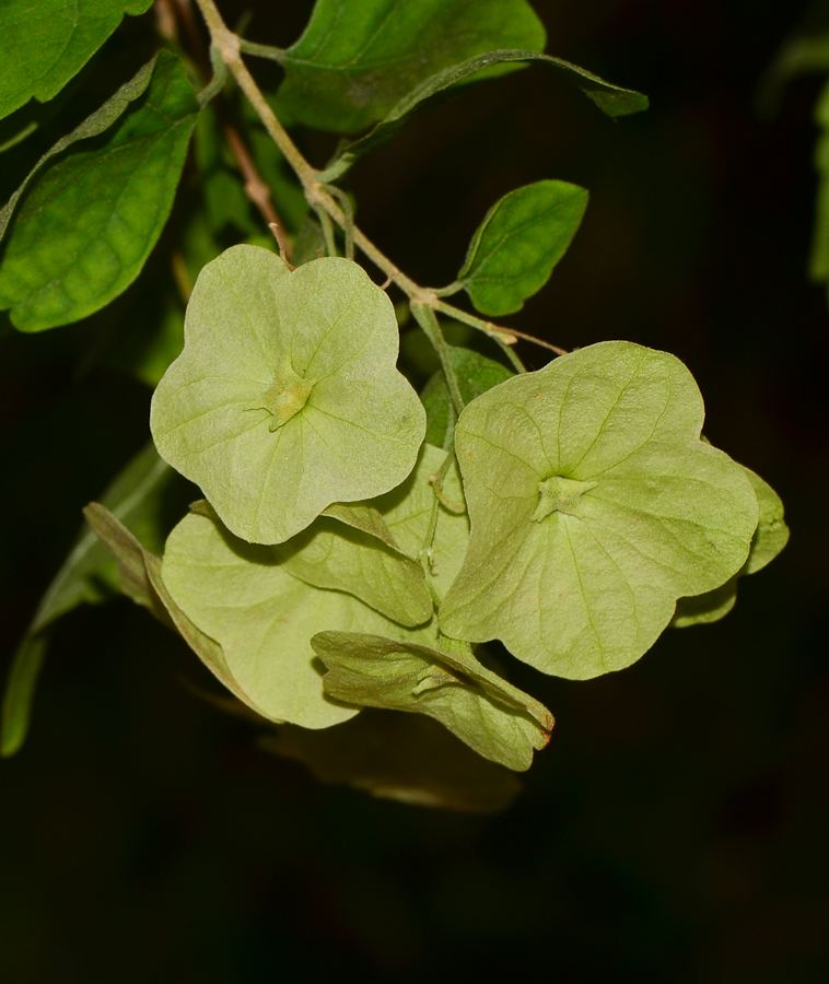 Изображение особи Karomia speciosa.