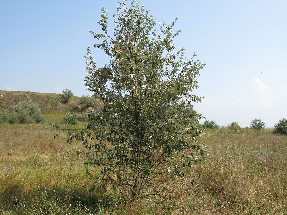 Image of Elaeagnus angustifolia specimen.