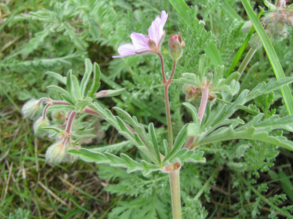 Image of Geranium tuberosum specimen.