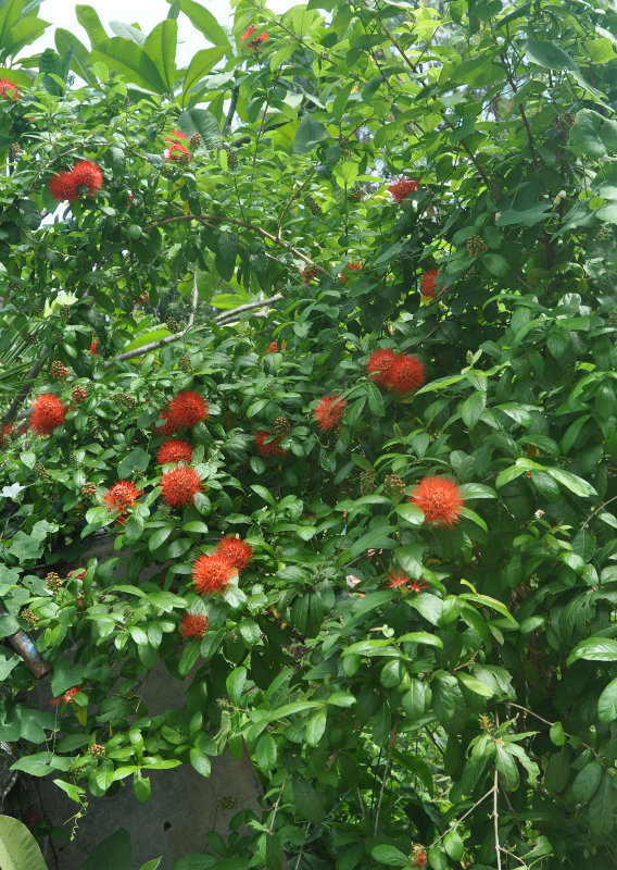 Image of Combretum constrictum specimen.