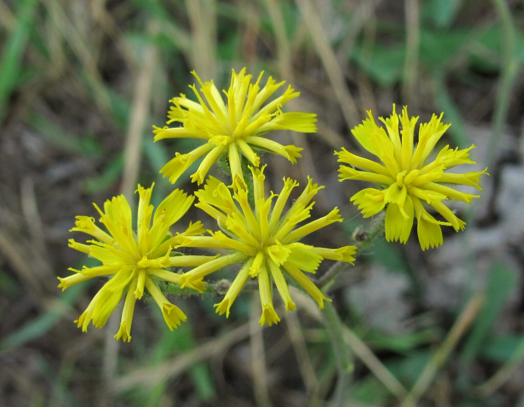 Image of genus Pilosella specimen.