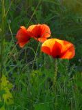 Papaver rhoeas