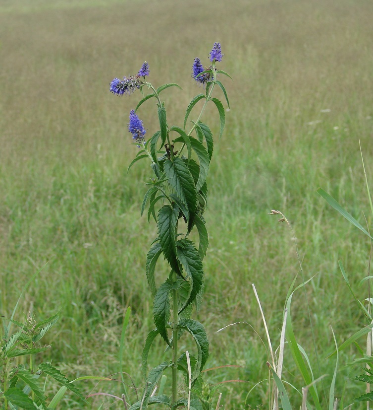 Изображение особи Veronica longifolia.