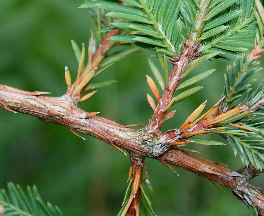 Изображение особи семейство Taxaceae.