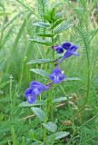 genus Scutellaria. Верхушка цветущего растения. Владивосток, Ботанический сад-институт ДВО РАН. 7 июля 2013 г.