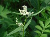 Aconogonon alpinum. Верхушка цветущего растения. Иркутск, окр. курорта \"Ангара\". 18.06.2012.