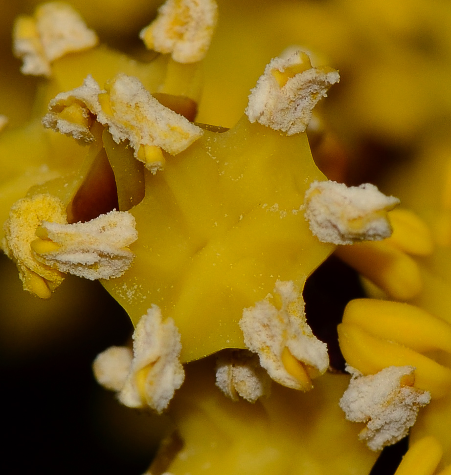 Image of familia Arecaceae specimen.