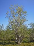 genus Betula