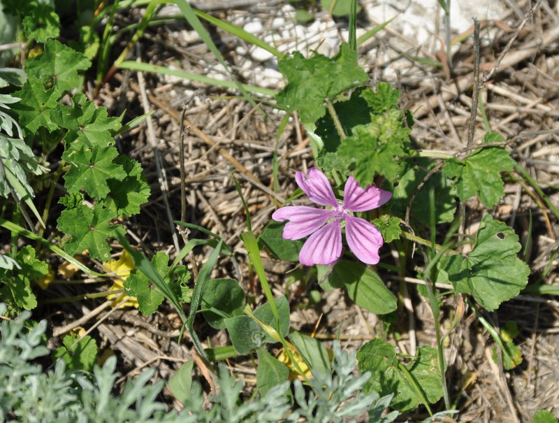 Изображение особи Malva sylvestris.