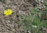 Anthemis tinctoria