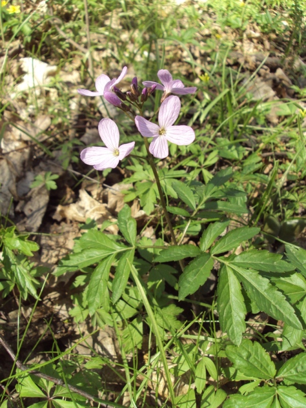 Image of Cardamine quinquefolia specimen.