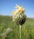 Klasea radiata. Соплодие. Краснодарский край, Кущёвский заказник, остепенённый склон. 09.07.2009.