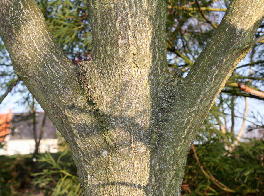 Image of Aesculus turbinata specimen.