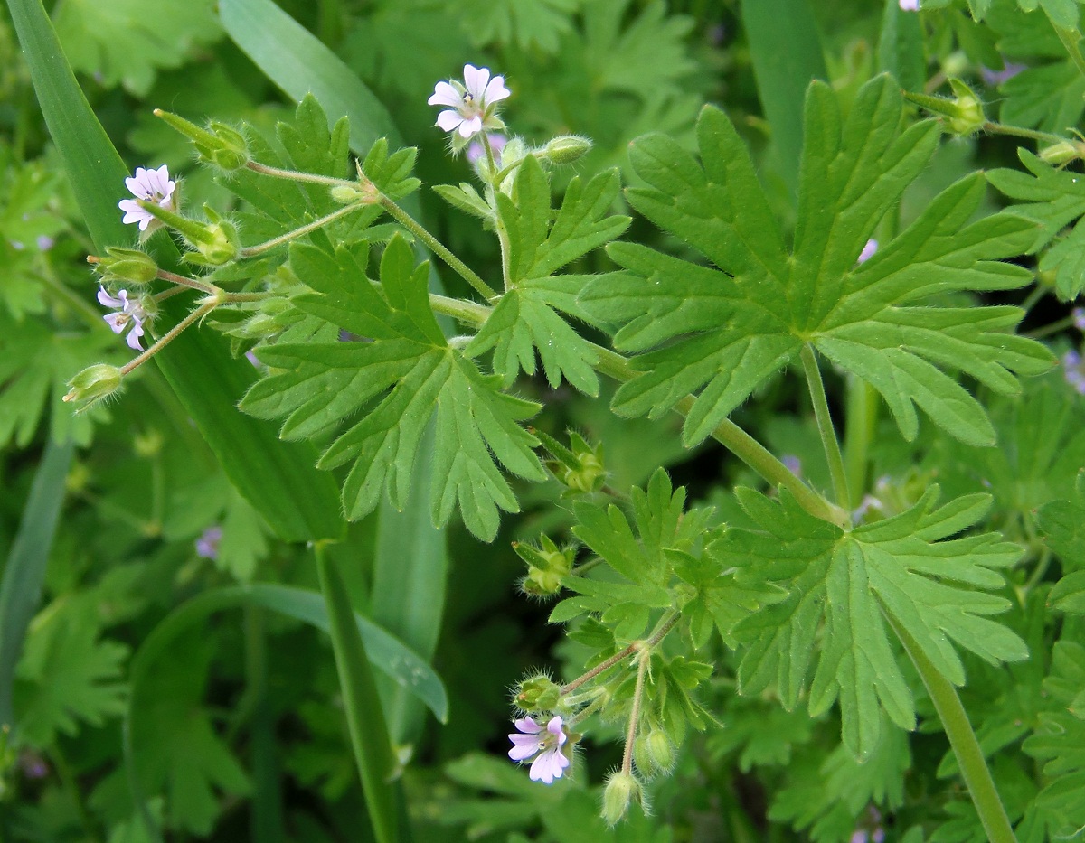 Image of Geranium pusillum specimen.