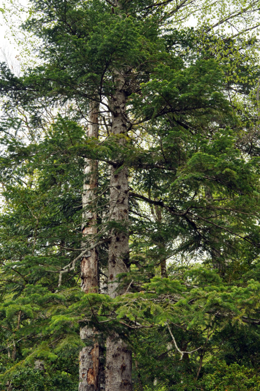 Image of Abies nordmanniana specimen.