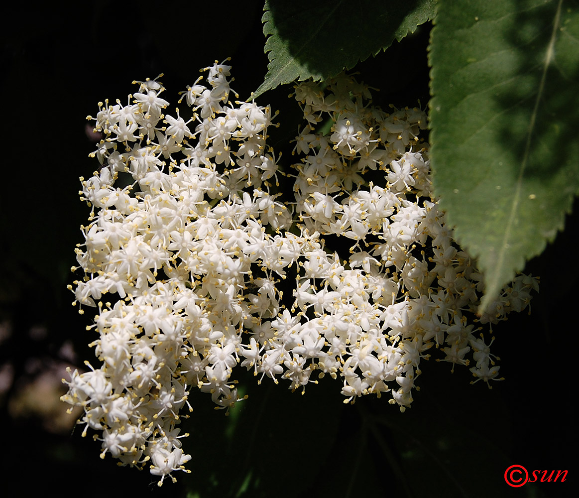 Image of Sambucus nigra specimen.