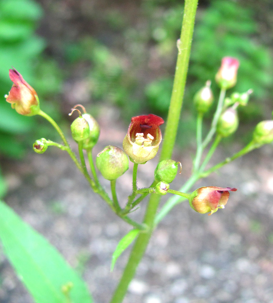 Изображение особи Scrophularia nodosa.