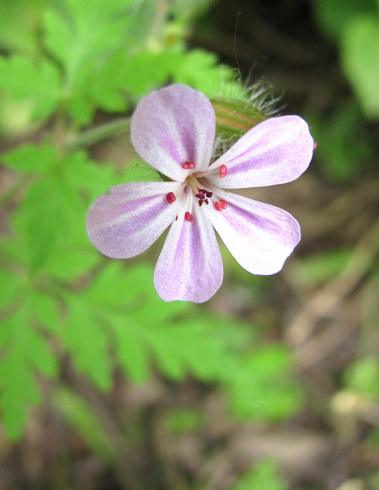 Изображение особи Geranium robertianum.