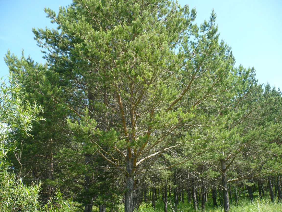 Изображение особи Pinus sylvestris.