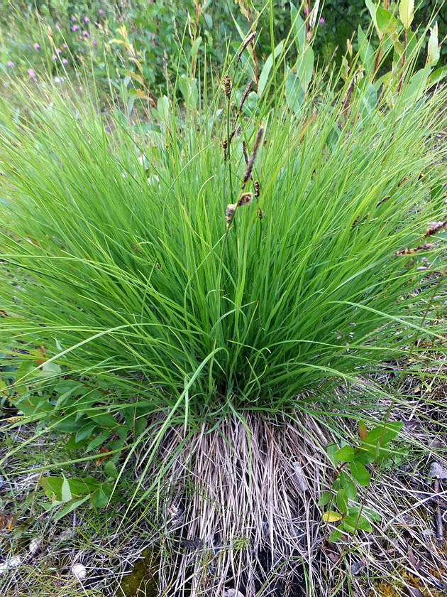 Изображение особи Carex cespitosa.